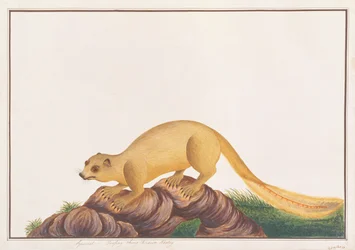 Cremefarbener Riesengleithörnchen, aus Zeichnungen von Tieren, Insekten und Reptilien aus Malakka, ca. 1805-18